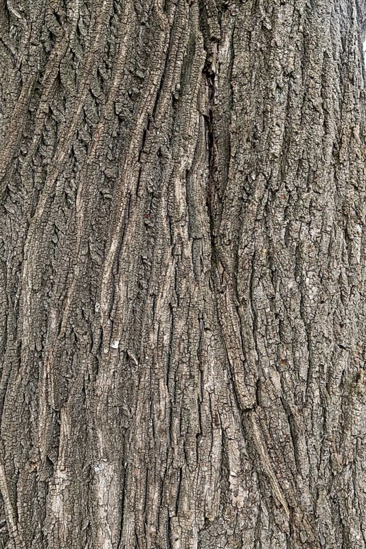 Vertical lines and patterns of tree bark, coarse structure and grey tones, 400 year old lime tree avenue Ladendorf Weinviertel Lower Austria Austria