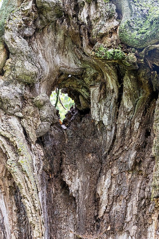 Weathered tree bark with a hole showing a view inside the tree, 400 year old lime tree avenue Ladendorf Weinviertel Lower Austria Austria