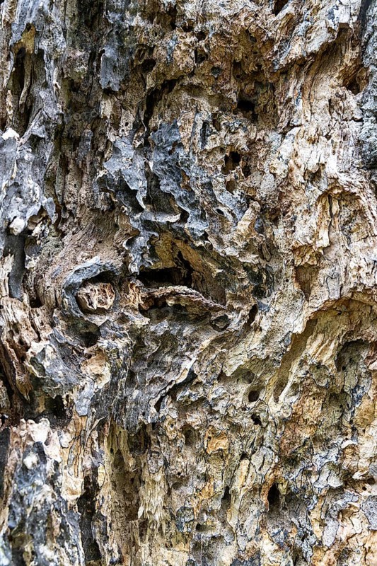Close-up of heavily textured and weathered tree bark, 400-year-old avenue of lime trees Ladendorf Weinviertel Lower Austria Austria