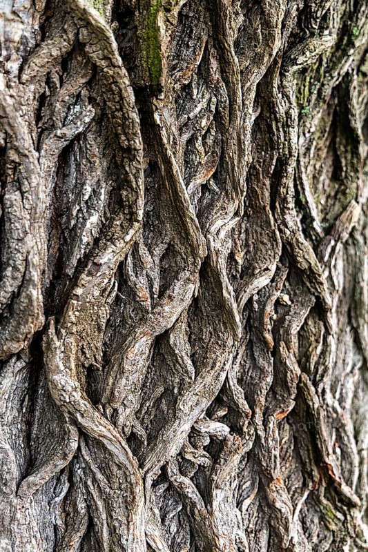 Close-up view of an intricate, structured tree bark, 400-year-old lime tree avenue Ladendorf Weinviertel Lower Austria Austria