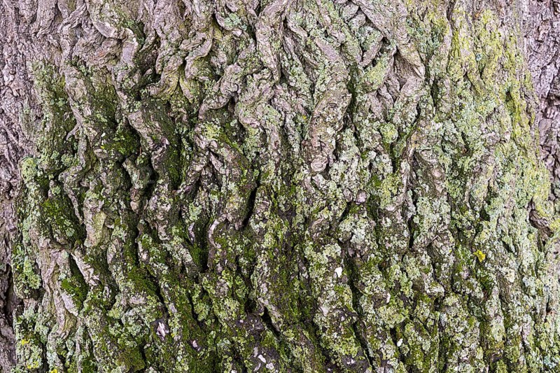 Tree bark with moss growth and green and grey tones, 400 year old lime tree avenue Ladendorf Weinviertel Lower Austria Austria