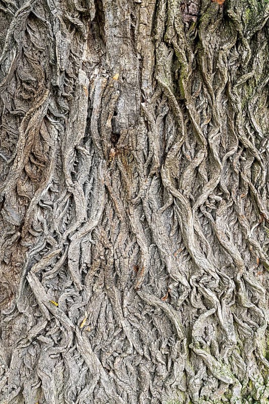 Close-up of the intricate structures of a tree bark, 400-year-old lime tree avenue Ladendorf Weinviertel Lower Austria Austria