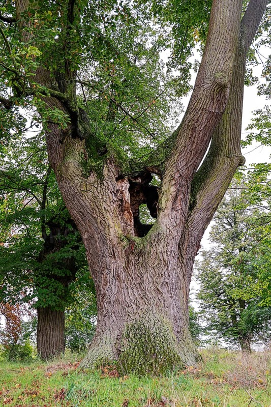 Large tree with hollow trunk in a green landscape, 400 year old lime tree avenue Ladendorf Weinviertel Lower Austria Austria