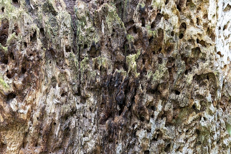 Close-up of eroded, moss-covered wood with a rough texture, 400-year-old avenue of lime trees Ladendorf Weinviertel Lower Austria Austria