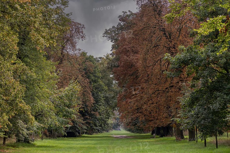 A quiet forest path framed by autumnal trees under a dark sky, a 400-year-old avenue of lime trees Ladendorf Weinviertel Lower Austria Austria