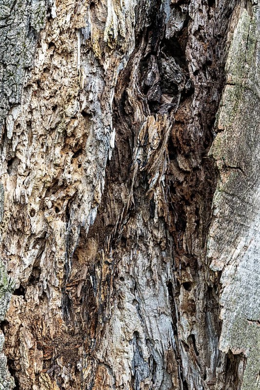A detailed view of a weathered tree bark full of patterns, 400 year old lime tree avenue Ladendorf Weinviertel Lower Austria Austria