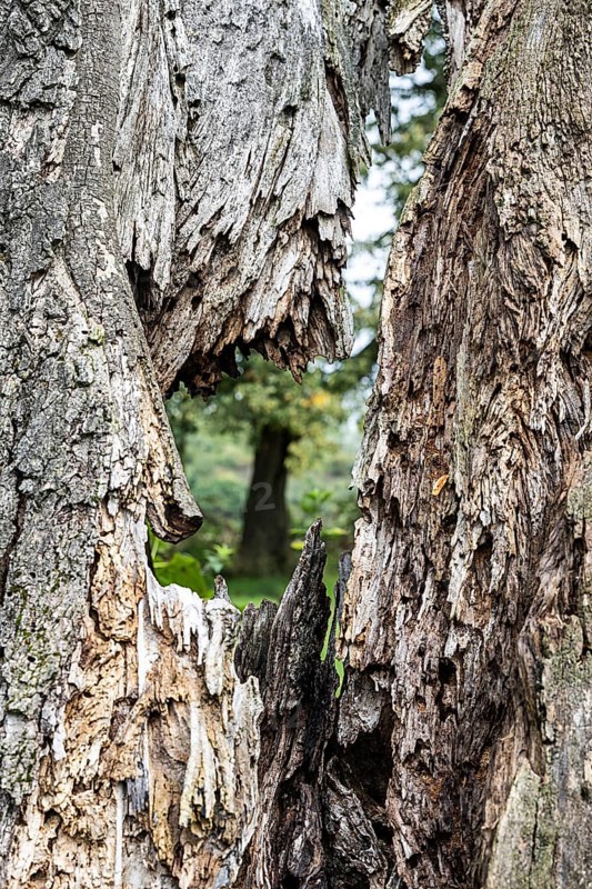 Close-up of a heavily weathered tree bark with visible structures, 400-year-old lime tree avenue Ladendorf Weinviertel Lower Austria Austria
