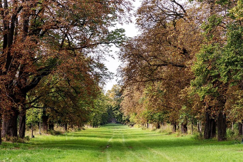 Tree avenue with green grass path and autumnal foliage in warm tones, 400 year old lime tree avenue Ladendorf Weinviertel Lower Austria Austria