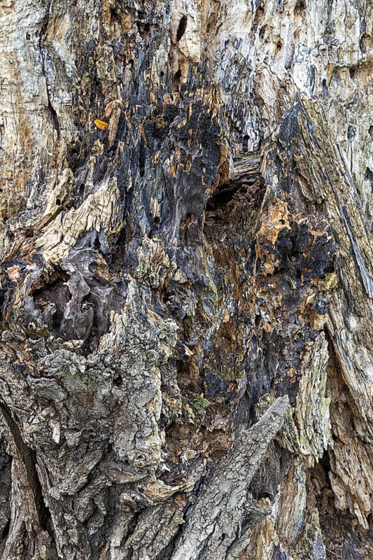Weathered tree bark with complex texture in shades of grey and brown, 400-year-old lime tree avenue Ladendorf Weinviertel Lower Austria Austria