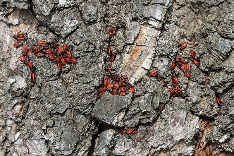 Firebugs on patterned tree bark in vivid red and black, 400 year old lime tree avenue Ladendorf Weinviertel Lower Austria Austria