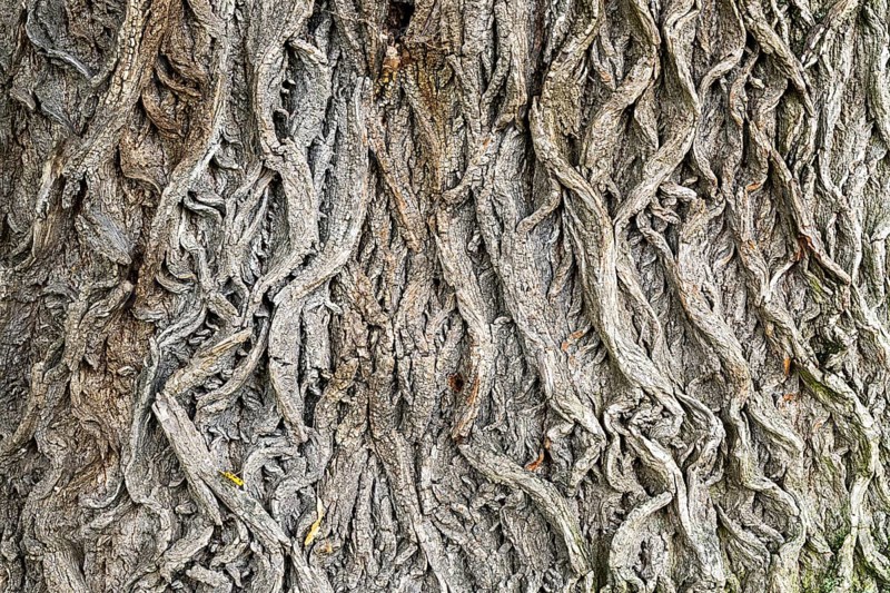 Structural tree bark with intricate grey patterns, 400-year-old lime tree avenue Ladendorf Weinviertel Lower Austria Austria