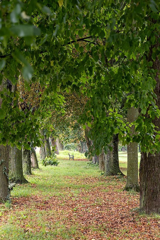 A narrow, overgrown path leads through a majestic avenue of trees, a 400-year-old avenue of lime trees Ladendorf Weinviertel Lower Austria Austria
