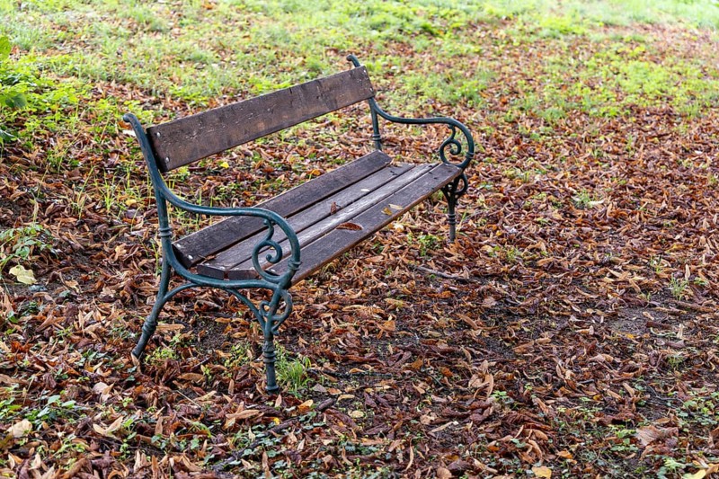 An abandoned bench stands on a ground covered with autumn leaves in the green, 400 year old lime tree avenue Ladendorf Weinviertel Lower Austria Austria