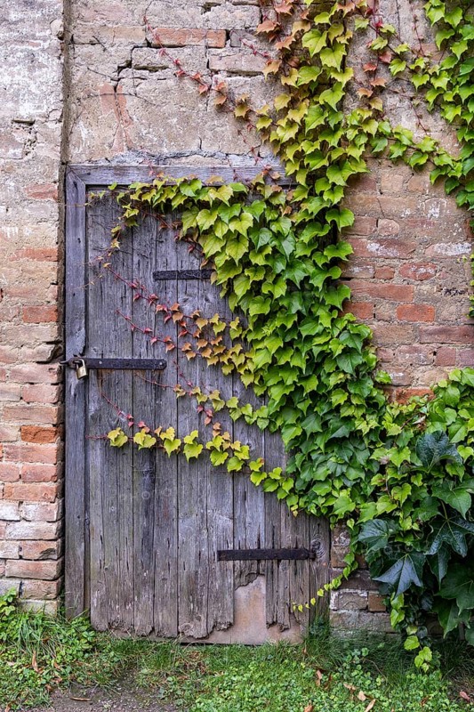 An old wooden door overgrown with ivy on a weathered brick wall, 400-year-old avenue of lime trees Ladendorf Weinviertel Lower Austria Austria