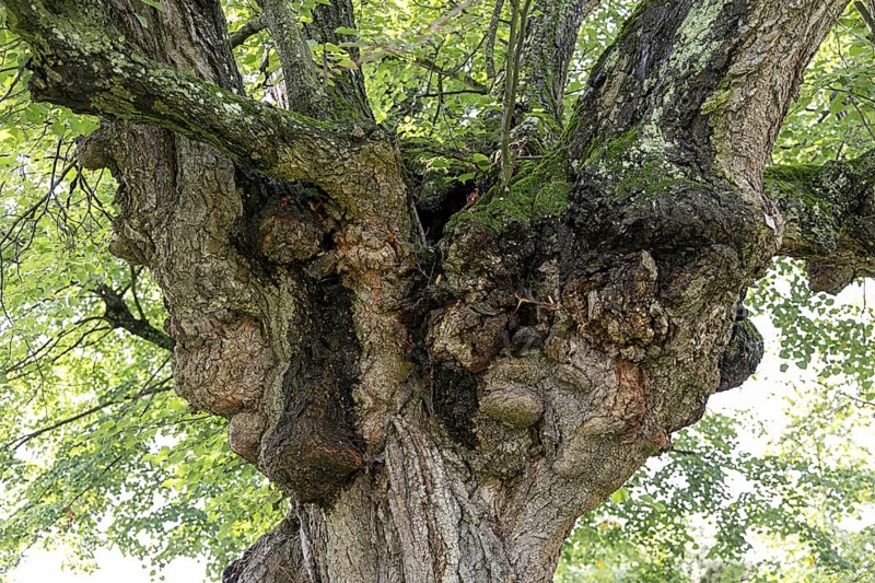 Lush tree crown filled with green foliage, summery atmosphere, 400-year-old avenue of lime trees Ladendorf Weinviertel Lower Austria Austria
