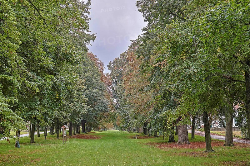 A straight path through an avenue of trees in the transition between summer and autumn, 400-year-old avenue of lime trees Ladendorf Weinviertel Lower Austria Austria