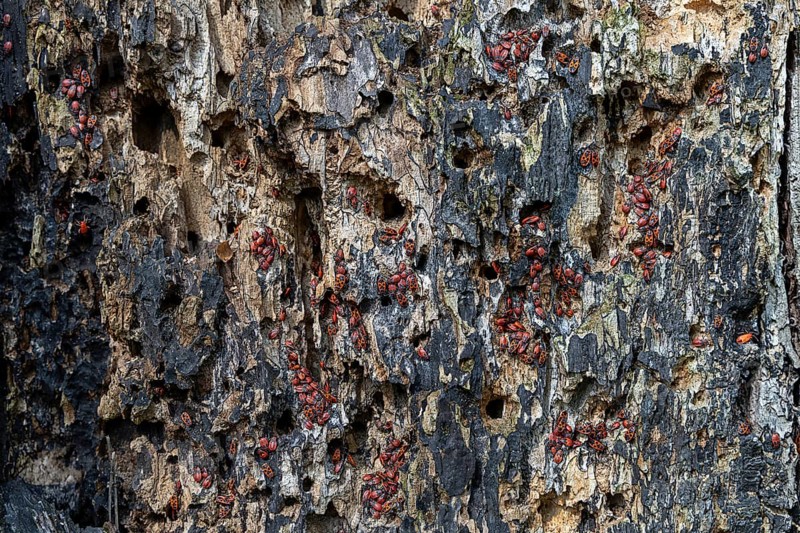 Tree bark with numerous fire bugs, dense accumulation on damaged surface, 400 year old lime tree avenue Ladendorf Weinviertel Lower Austria Austria