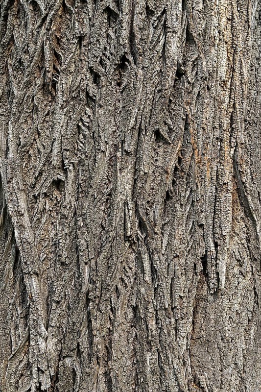 Rough, scaly bark of a tree with a striking texture, 400-year-old lime tree avenue Ladendorf Weinviertel Lower Austria Austria