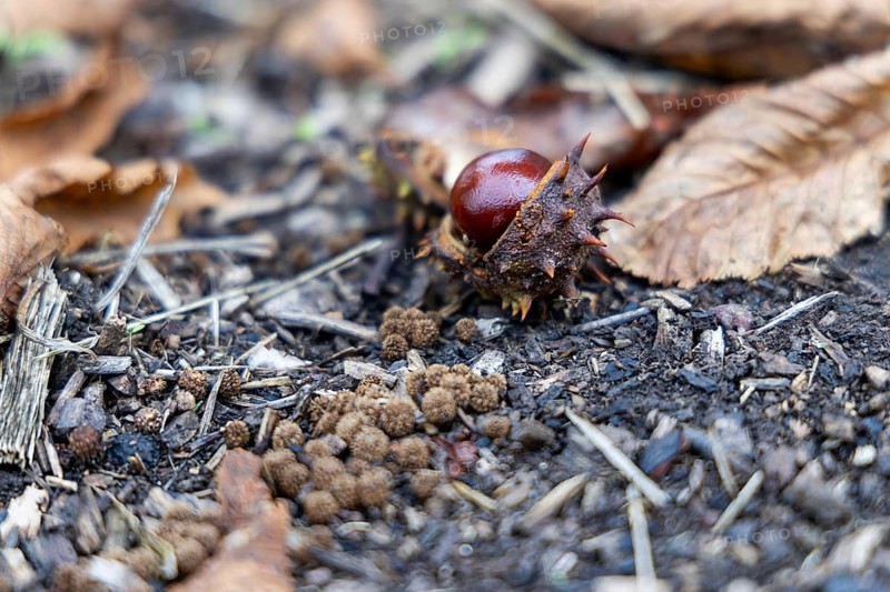 Autumn forest floor with chestnut fruit and foliage, showing natural textures, 400 year old lime tree avenue Ladendorf Weinviertel Lower Austria Austria