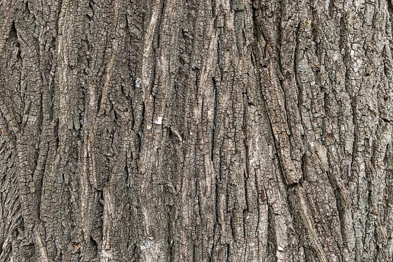 Close-up of the detailed grey bark of a tree with a striking texture, 400-year-old lime tree avenue Ladendorf Weinviertel Lower Austria Austria