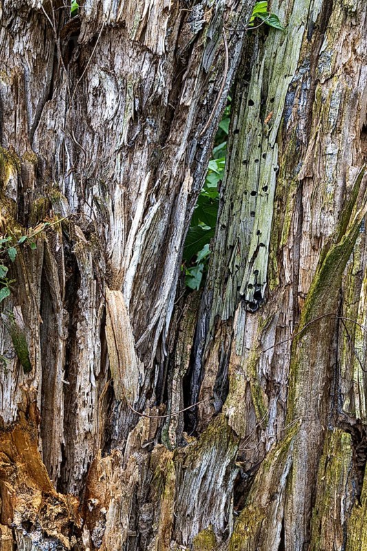 Close-up of the coarse, stratified bark of a tree with aged wood, 400-year-old lime tree avenue Ladendorf Weinviertel Lower Austria Austria