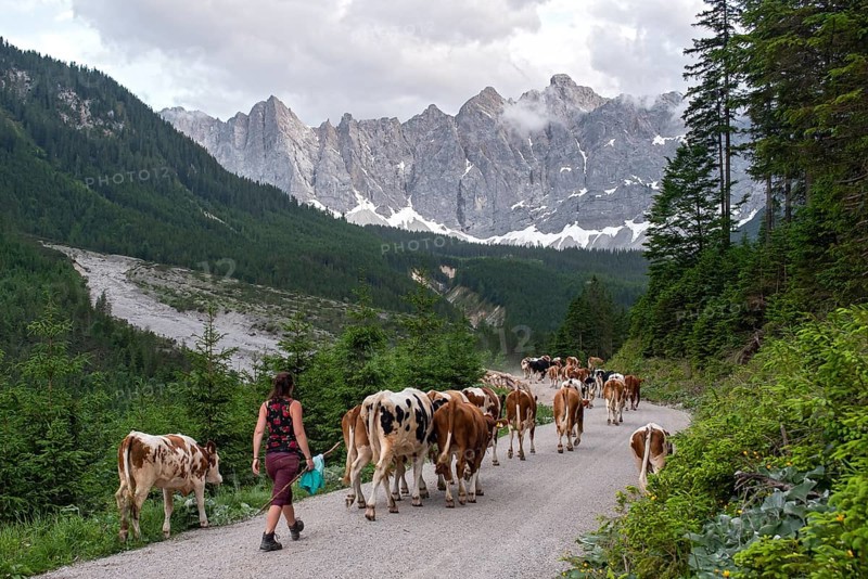 Alpine pasture drive to Ladiz through the Johannestal, behind it the Laliderer Wände, Hinterriss, Karwendel mountains, Tyrol, Austria