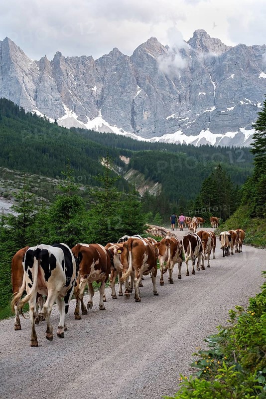 Alpine pasture drive to Ladiz through the Johannestal, behind it the Laliderer Wände, Hinterriss, Karwendel mountains, Tyrol, Austria