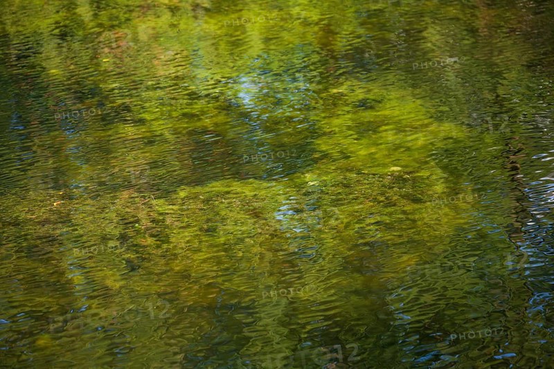 Greenish algae, algae carpet in a body of water, Germany