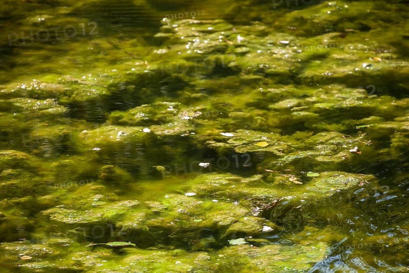 Greenish algae, algae carpet in a body of water, Germany