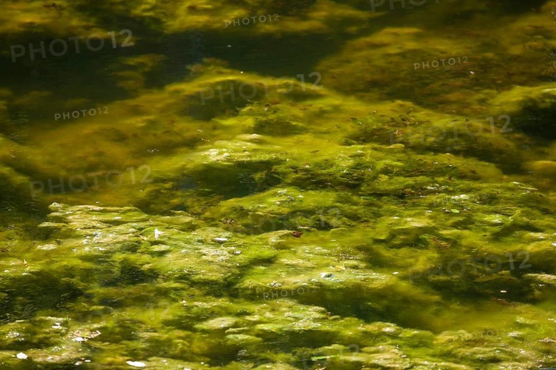 Greenish algae, algae carpet in a body of water, Germany