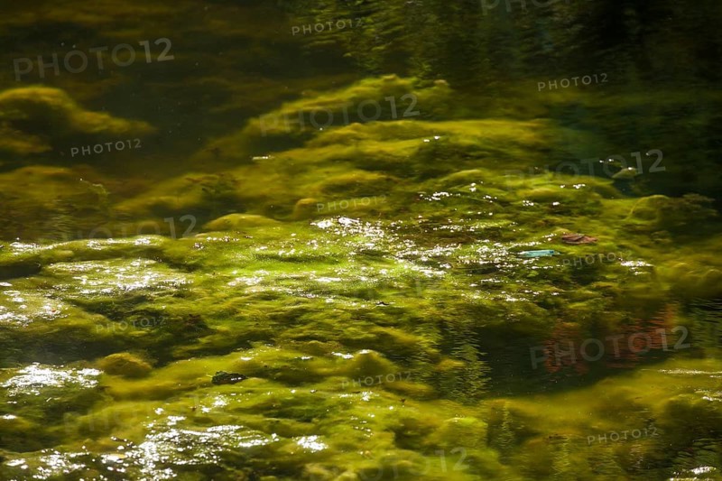 Greenish algae, algae carpet in a body of water, Germany