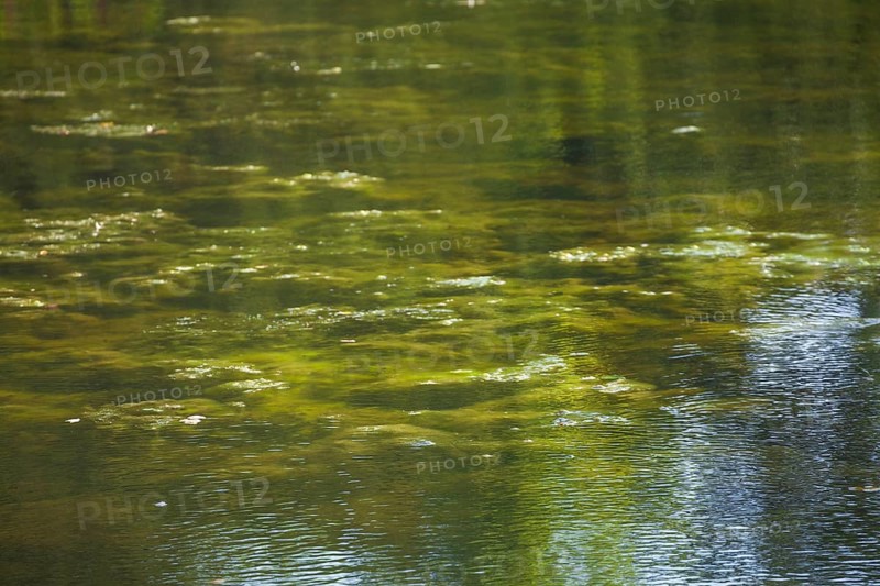 Greenish algae, algae carpet in a body of water, Germany