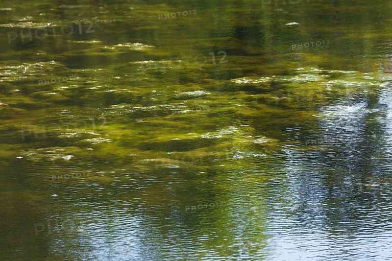 Greenish algae, algae carpet in a body of water, Germany