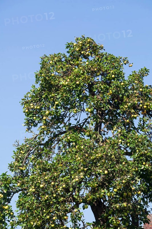 Ripe apples hanging on an apple tree, Germany