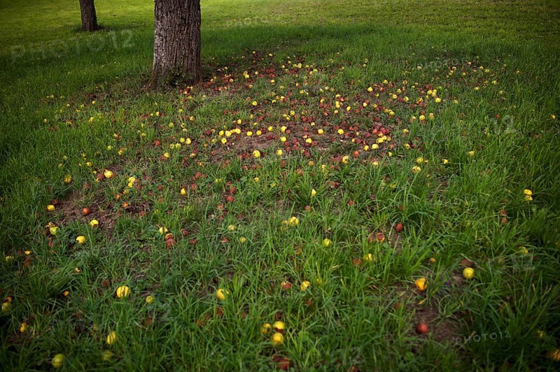 Fallen fruit, rotten apples lying on the ground, meadow, orchard, Reutlingen, Baden-Württemberg, Germany