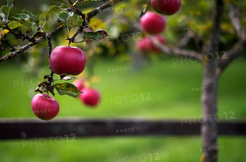 Red apples hanging on an apple tree, tax orchard, Reutlingen, Baden-Württemberg, Germany