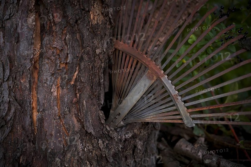 Old rake, rusty, stuck in a tree trunk, knothole, Reutlingen, Baden-Württemberg, Germany