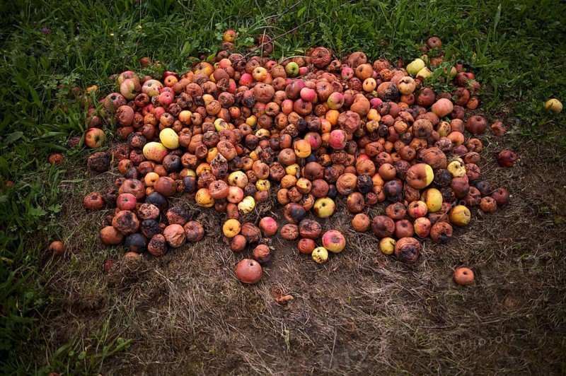 Fallen fruit, rotten apples lying on the ground, meadow, orchard, Reutlingen, Baden-Württemberg, Germany