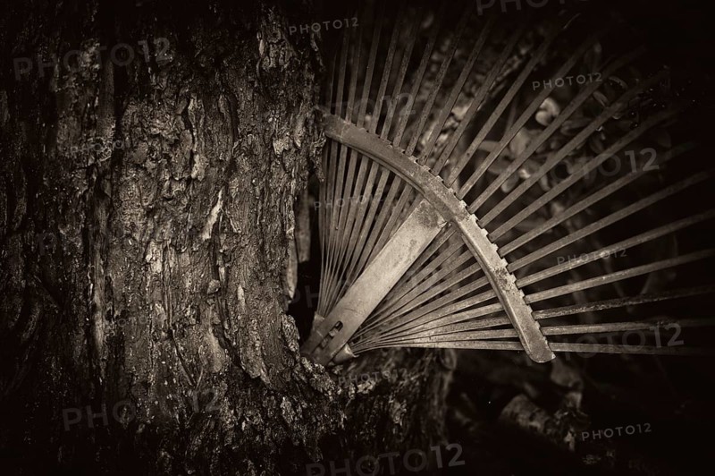 Old rake, rusty, stuck in a tree trunk, knothole, vintage, black and white, Reutlingen, Baden-Württemberg, Germany