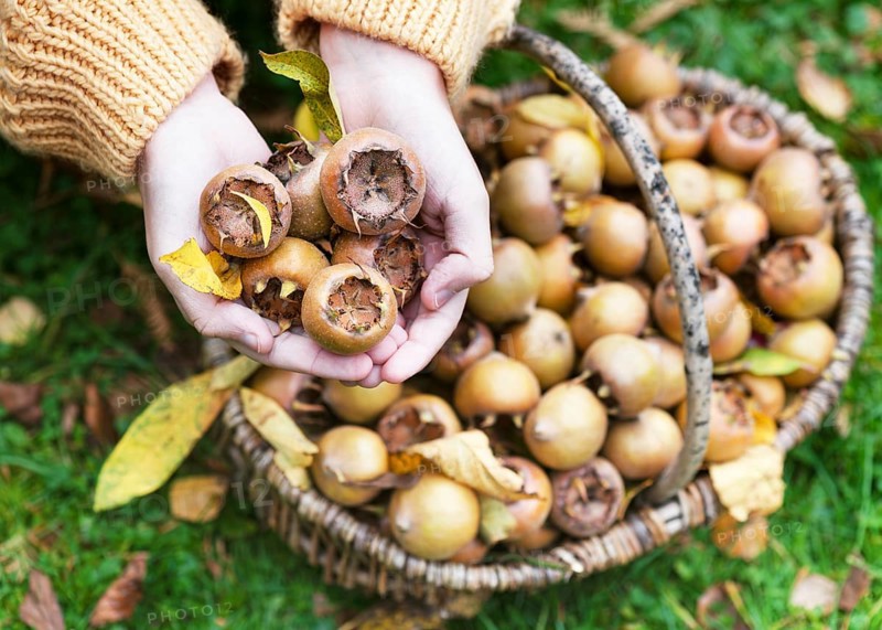 Hands holding medlars (Mespilus germanica) over a basket full of fruit in the garden, autumnal atmosphere with green leaves and harvest mood. Vegan nutrition, healthy food and the autumnal harvest idea