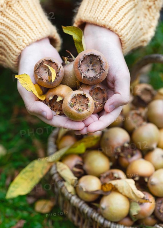 Hands of a girl holding freshly picked, ripe medlar fruit (Mespilus germanica) . View from above. Symbol for vegan nutrition, healthy food and the autumnal harvest idea