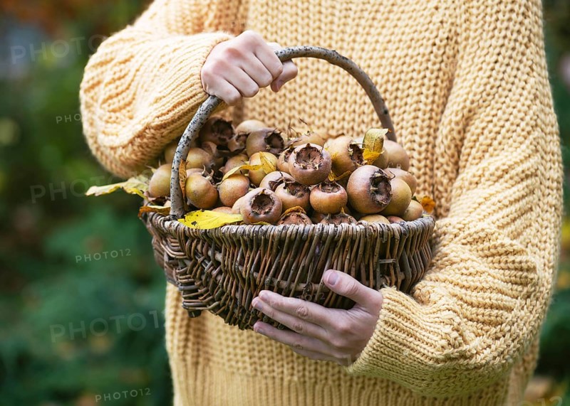 Young girl with a wicker basket full of ripe, organic medlar fruits with yellow leaves in autumn garden. Vegan diet or harvesting concept. (Mespilus germanica)