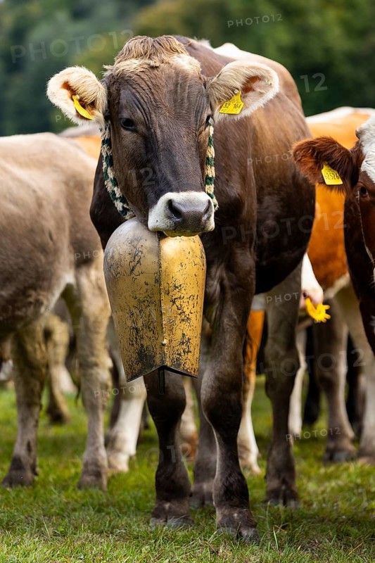 Cattle drive, cattle drive, domestic cattle (Bovidae), cowbell, Oberstdorf, Oberallgäu, Allgäu Alps, Bavaria, Germany