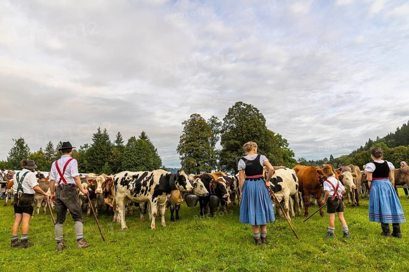 Cattle drive, cattle drive, domestic cattle (Bovidae), herd, shepherdess, children, lederhosen, dirndl, traditional traditional costume, Oberstdorf, Oberallgäu, Allgäu Alps, Bavaria, Germany