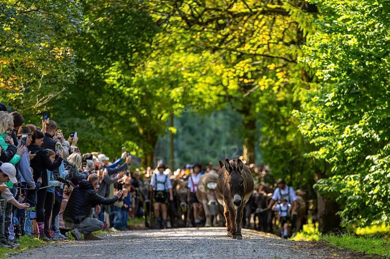 Cattle drive, cattle drive, shepherd, lederhosen, braces, felt hat, traditional traditional costume, cattle (Bovidae), donkey (Equus asinus asinus), herd, spectator, Oberstdorf, Oberallgäu, Allgäu Alps, Bavaria, Germany