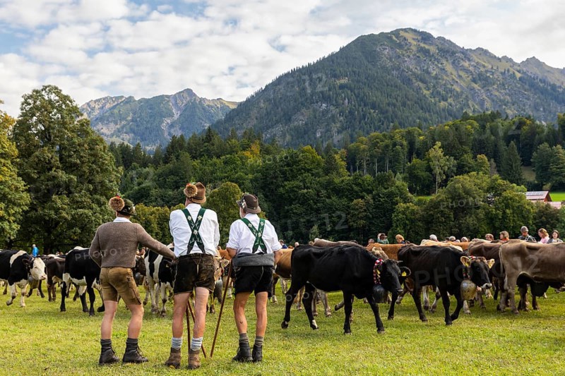 Cattle drive, cattle drive, alpine herdsmen, lederhosen, braces, felt hat, traditional traditional costume, cattle (Bovidae), mountain scenery, Oberstdorf, Oberallgäu, Allgäu Alps, Bavaria, Germany