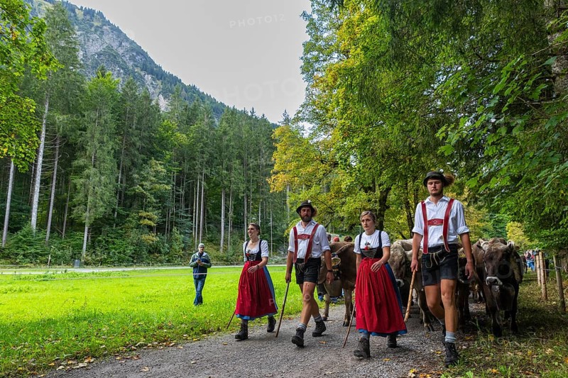 Cattle drive, cattle drive, domestic cattle (Bovidae), cowbell, shepherd, shepherdess, lederhosen, dirndl, traditional traditional costume, mountain scenery, Oberstdorf, Oberallgäu, Allgäu Alps, Bavaria, Germany