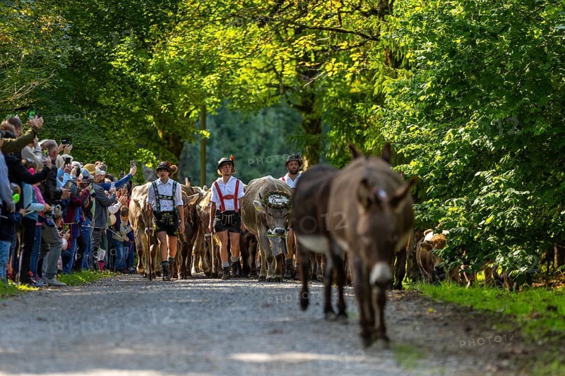 Cattle drive, cattle drive, shepherd, lederhosen, braces, felt hat, traditional traditional costume, cattle (Bovidae), donkey (Equus asinus asinus), herd, spectator, Oberstdorf, Oberallgäu, Allgäu Alps, Bavaria, Germany