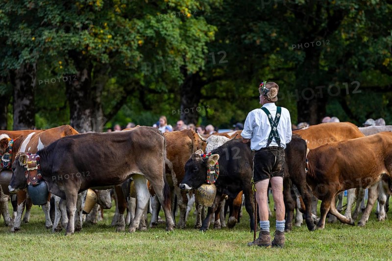 Cattle drive, cattle drive, alpine herdsman, lederhosen, braces, felt hat, traditional traditional costume, cattle (Bovidae), herd, Oberstdorf, Oberallgäu, Allgäu Alps, Bavaria, Germany