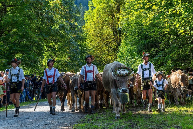 Cattle drive, cattle drive, herdsman, boy, lederhosen, braces, felt hat, traditional traditional costume, cattle (Bovidae), herd, spectator, Oberstdorf, Oberallgäu, Allgäu Alps, Bavaria, Germany